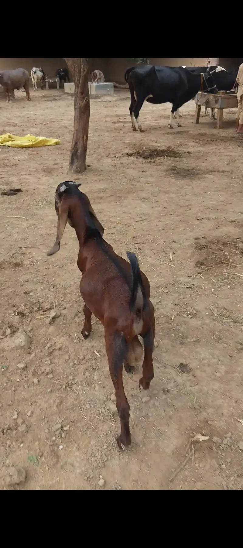 Desi bakra 2027 qurbani ka liya — photo 6
