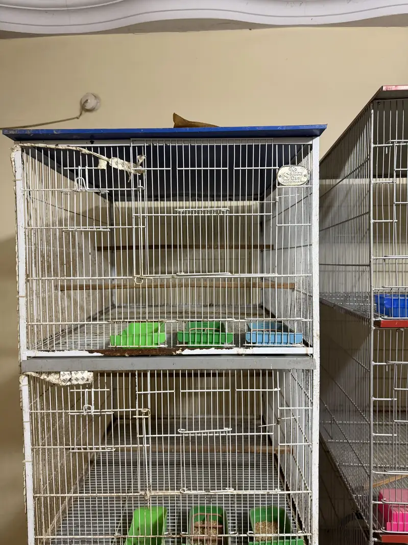 Birds cages portion cages — photo 5