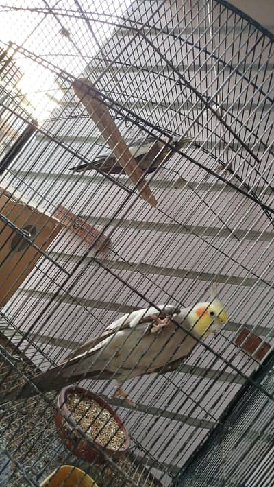 Grey Cocktail Breeder Pair