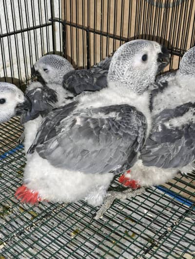 GREY parrot Congo size chick silver colour