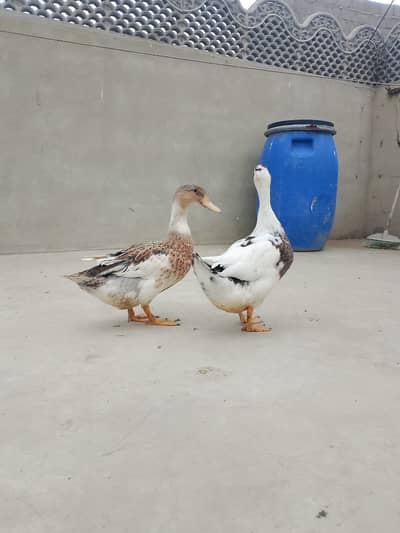 Duck for sale