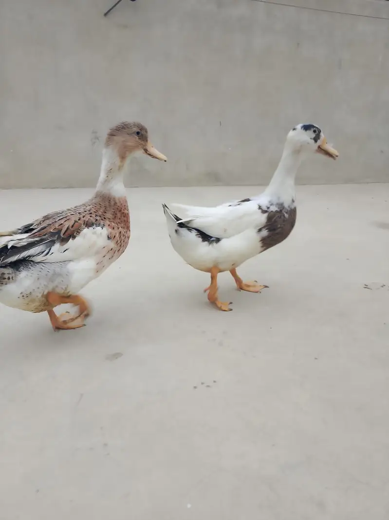 Duck for sale — photo 2