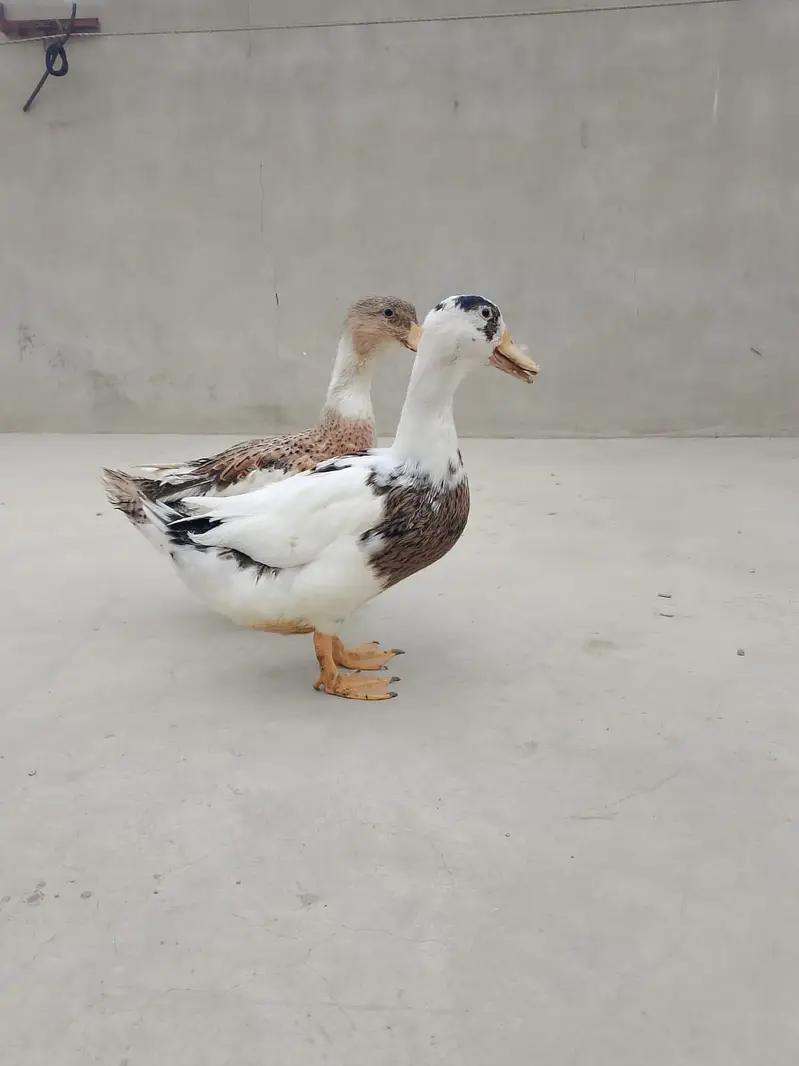 Duck for sale — photo 3