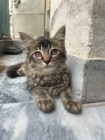 kitten for adoption