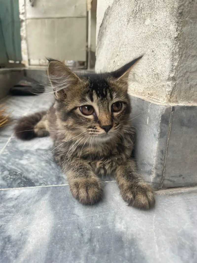 kitten for adoption — photo 2