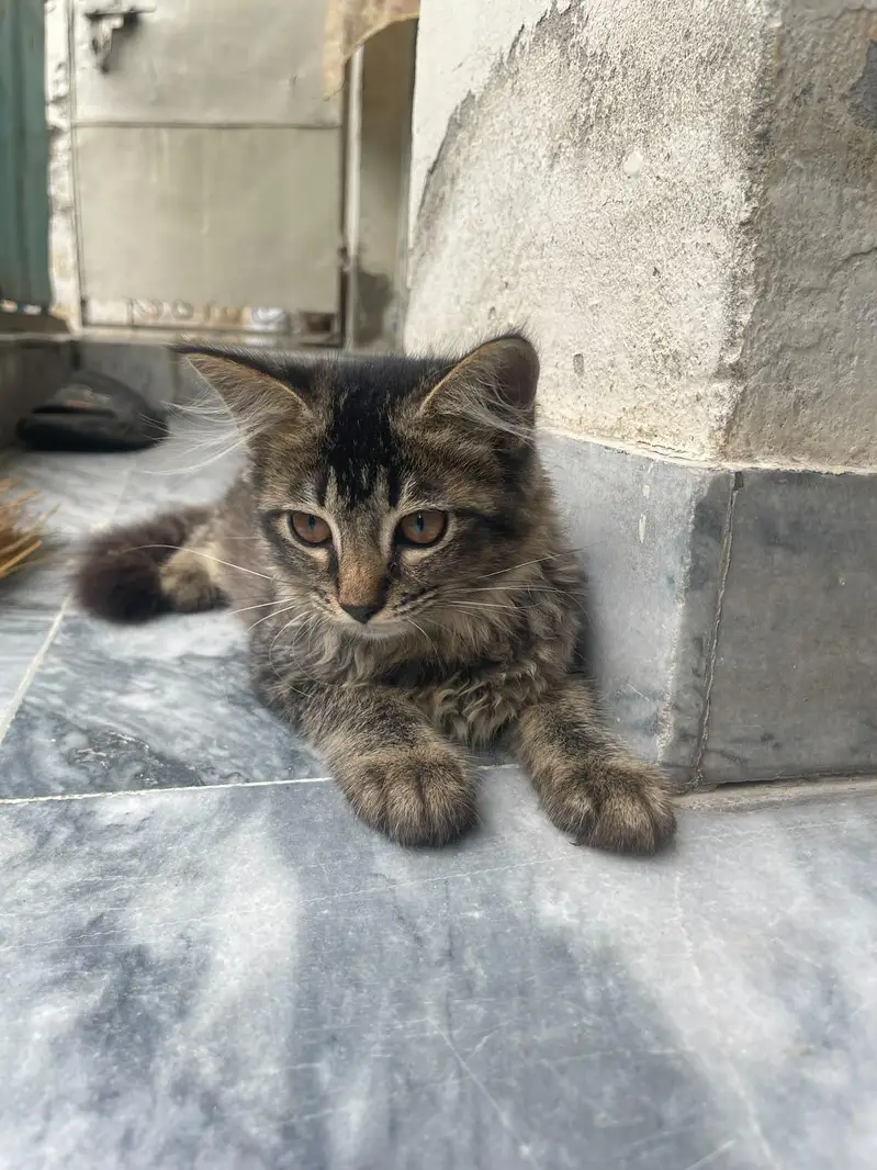 kitten for adoption — photo 3