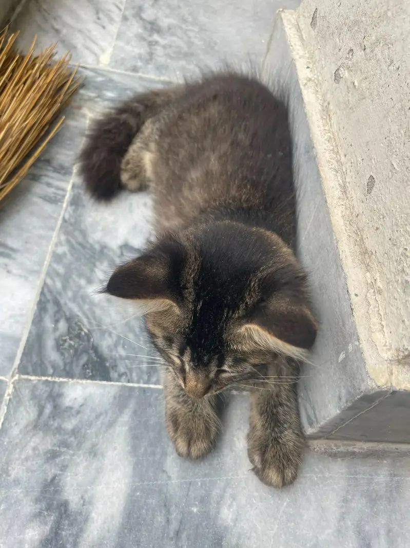 kitten for adoption — photo 4