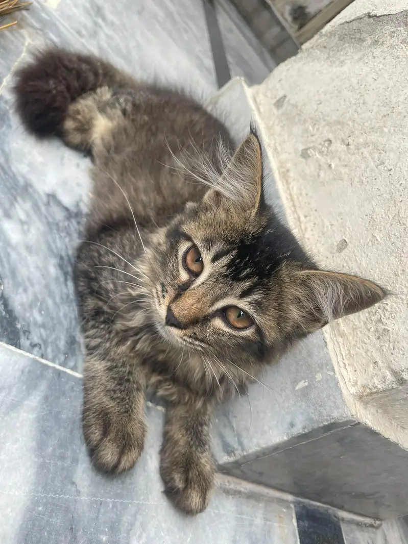 kitten for adoption — photo 5
