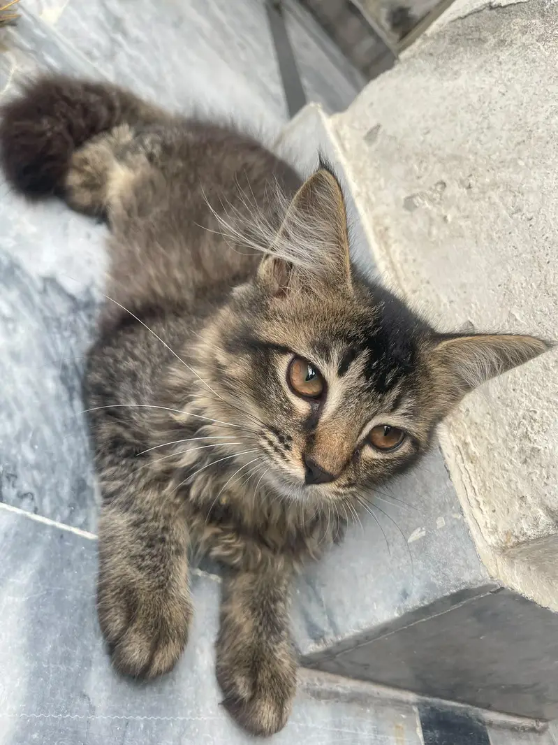 kitten for adoption — photo 6