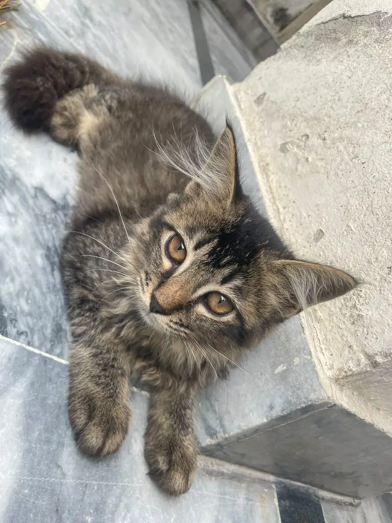 kitten for adoption — photo 7
