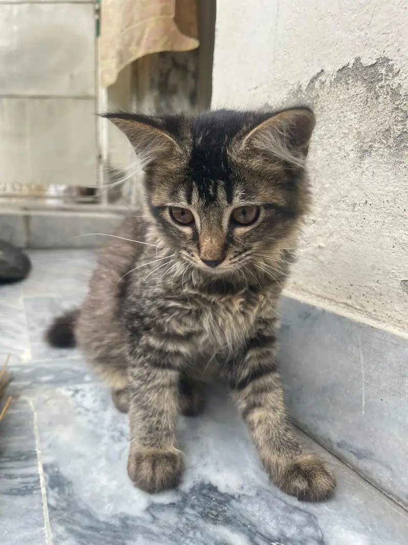 kitten for adoption — photo 8