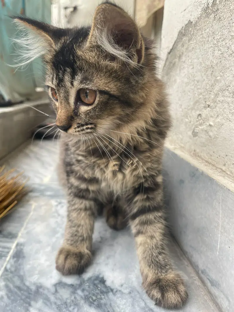 kitten for adoption — photo 9