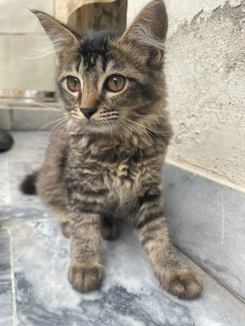 kitten for adoption — photo 11