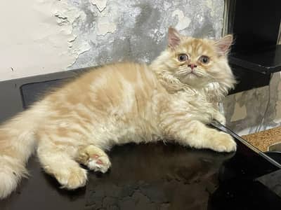 kiten