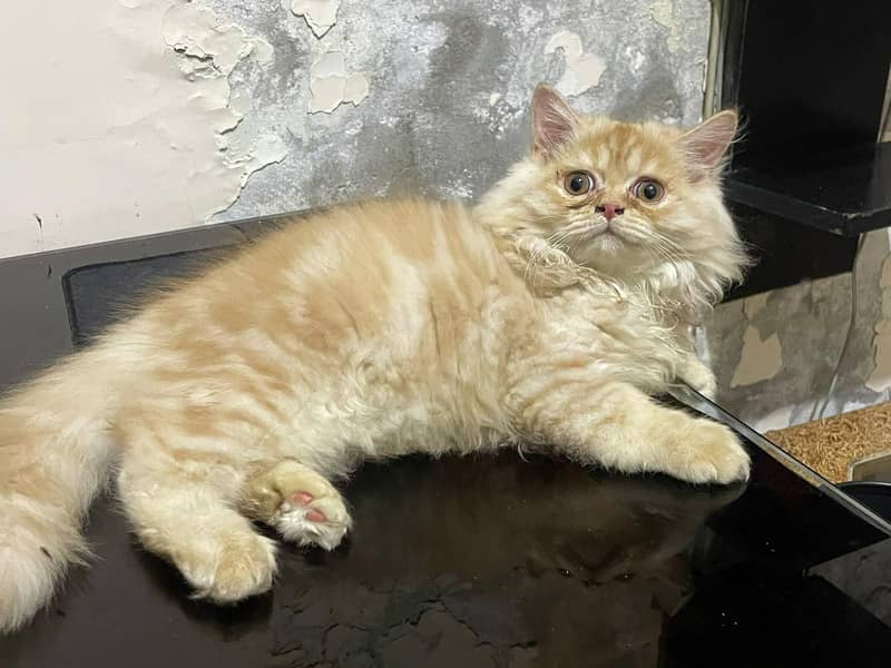 kiten 0