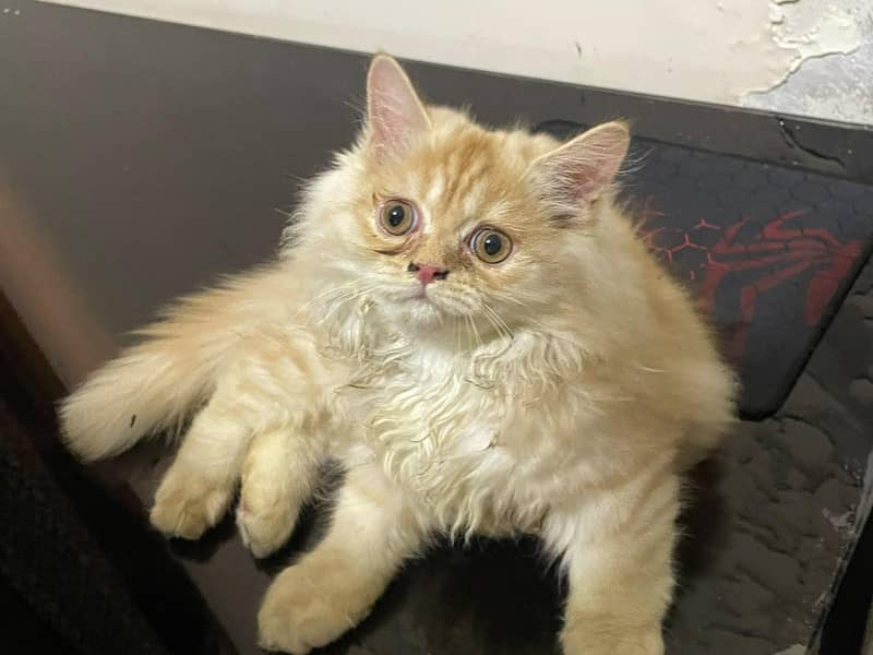 kiten 1