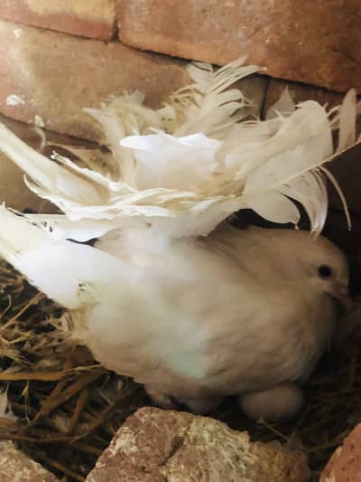 Pigeon breeder pairs