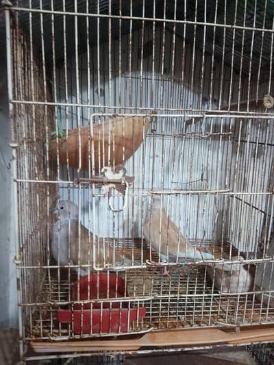 dove for sale