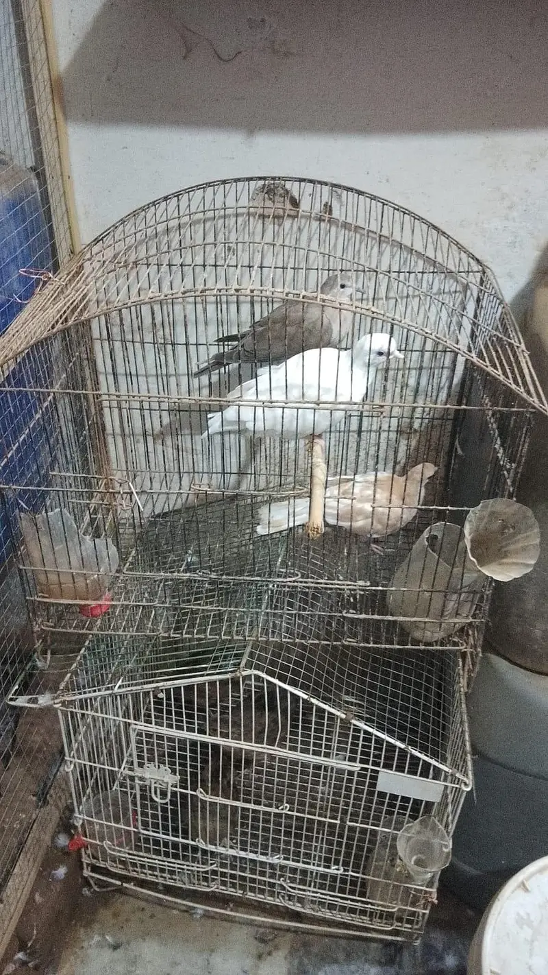 dove for sale — photo 2