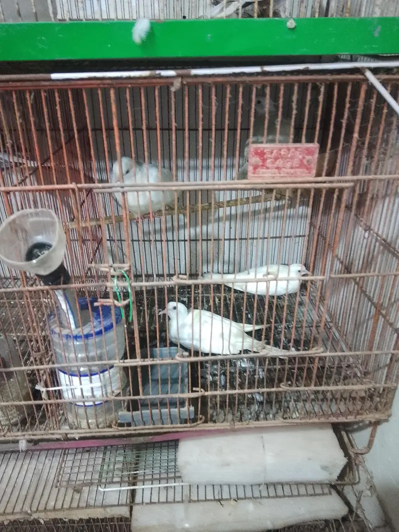 dove for sale — photo 3