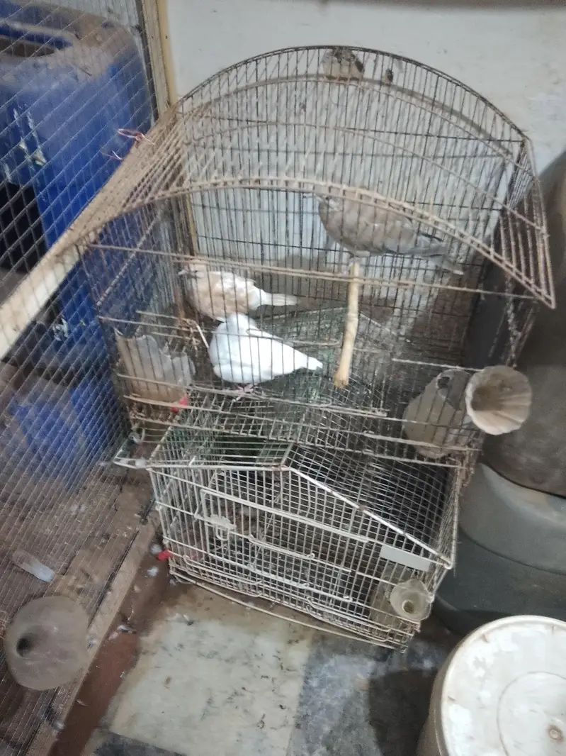 dove for sale — photo 4