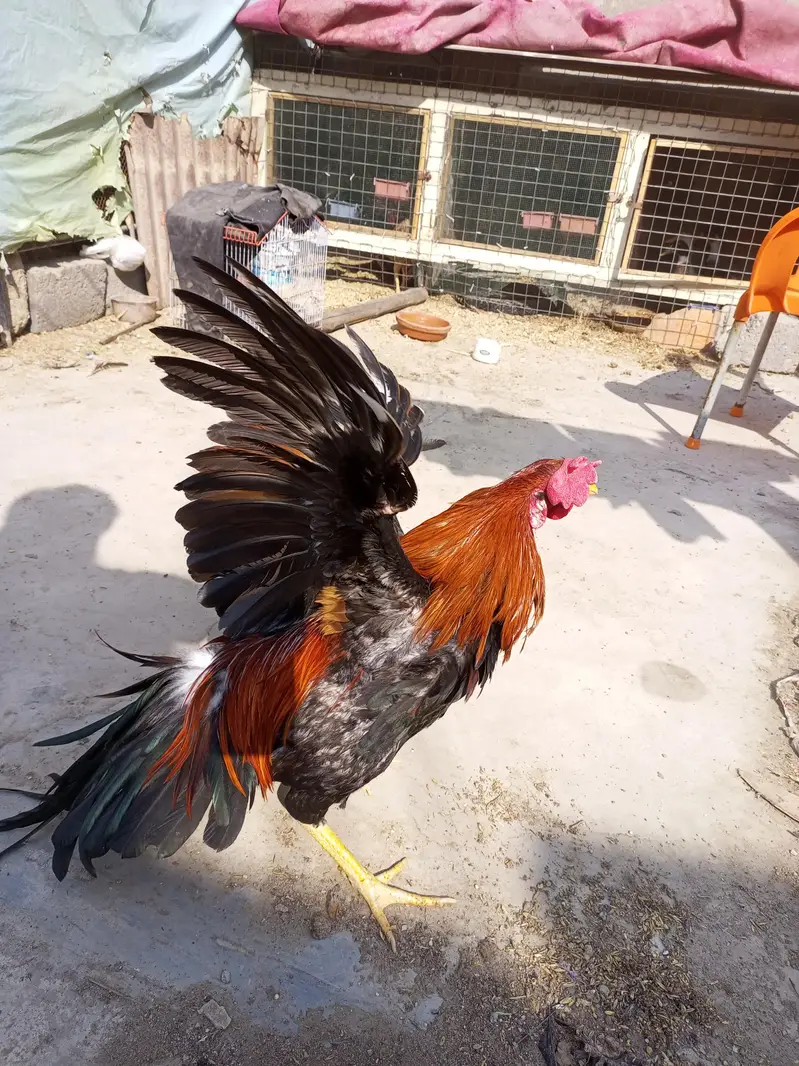 murga murgi young pathe & breeder — photo 9
