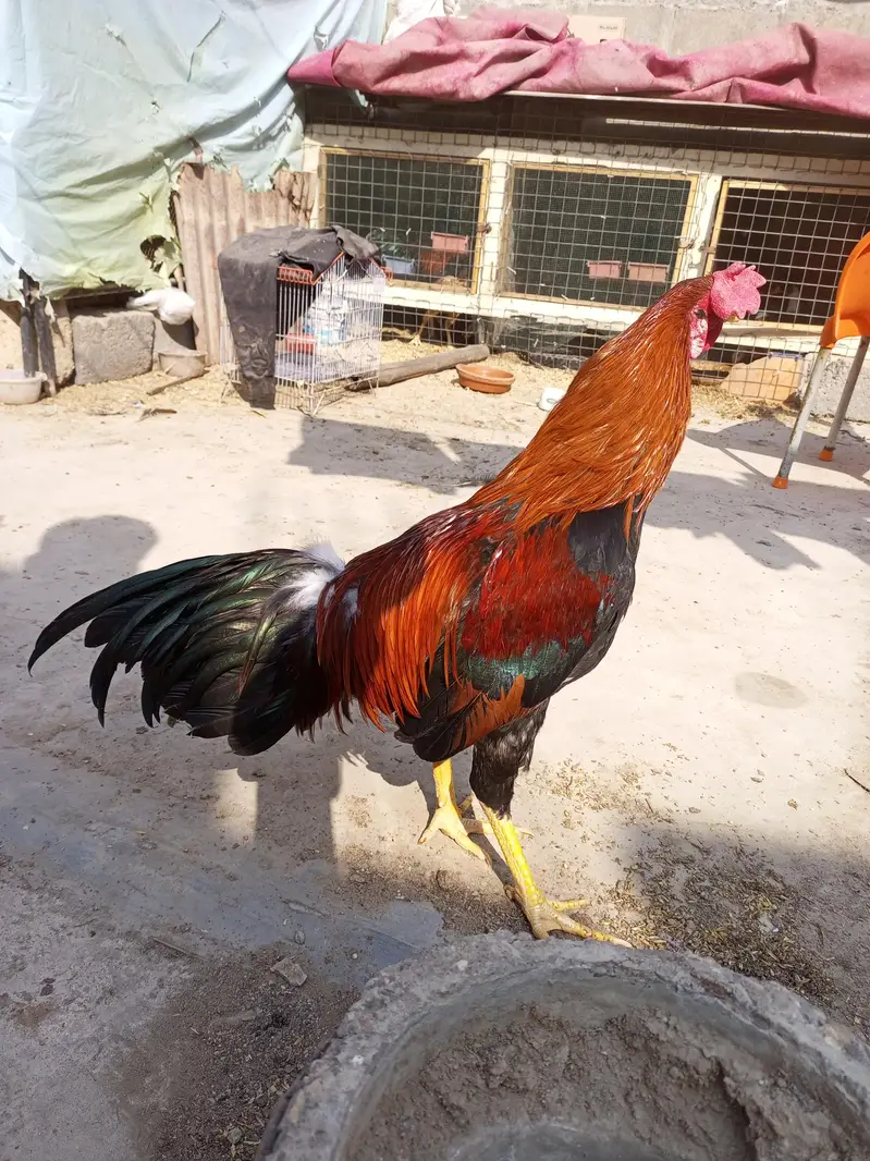 murga murgi young pathe & breeder — photo 10