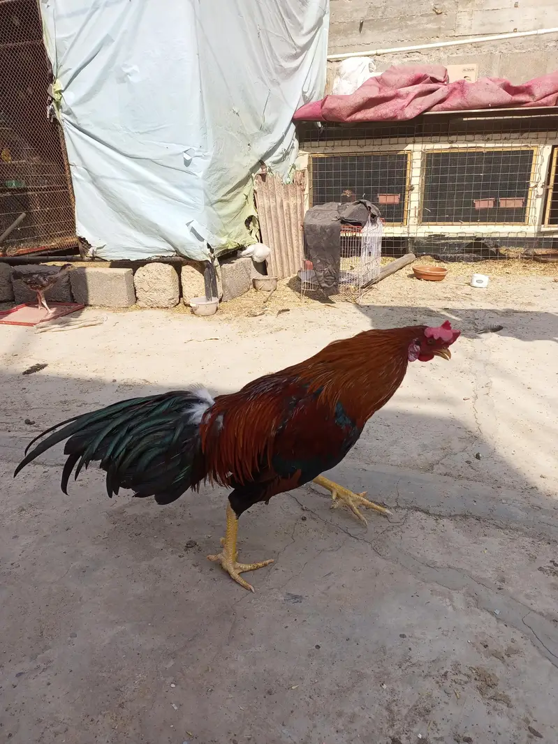 murga murgi young pathe & breeder — photo 11