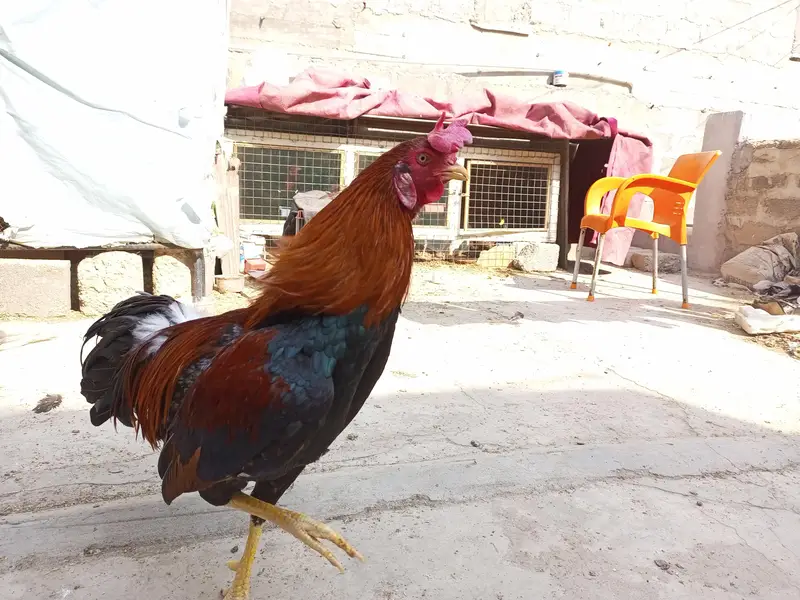 murga murgi young pathe & breeder — photo 12