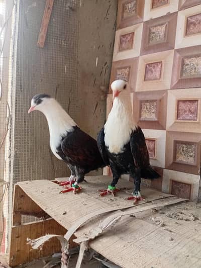 karbalai pigeon kabuter pair