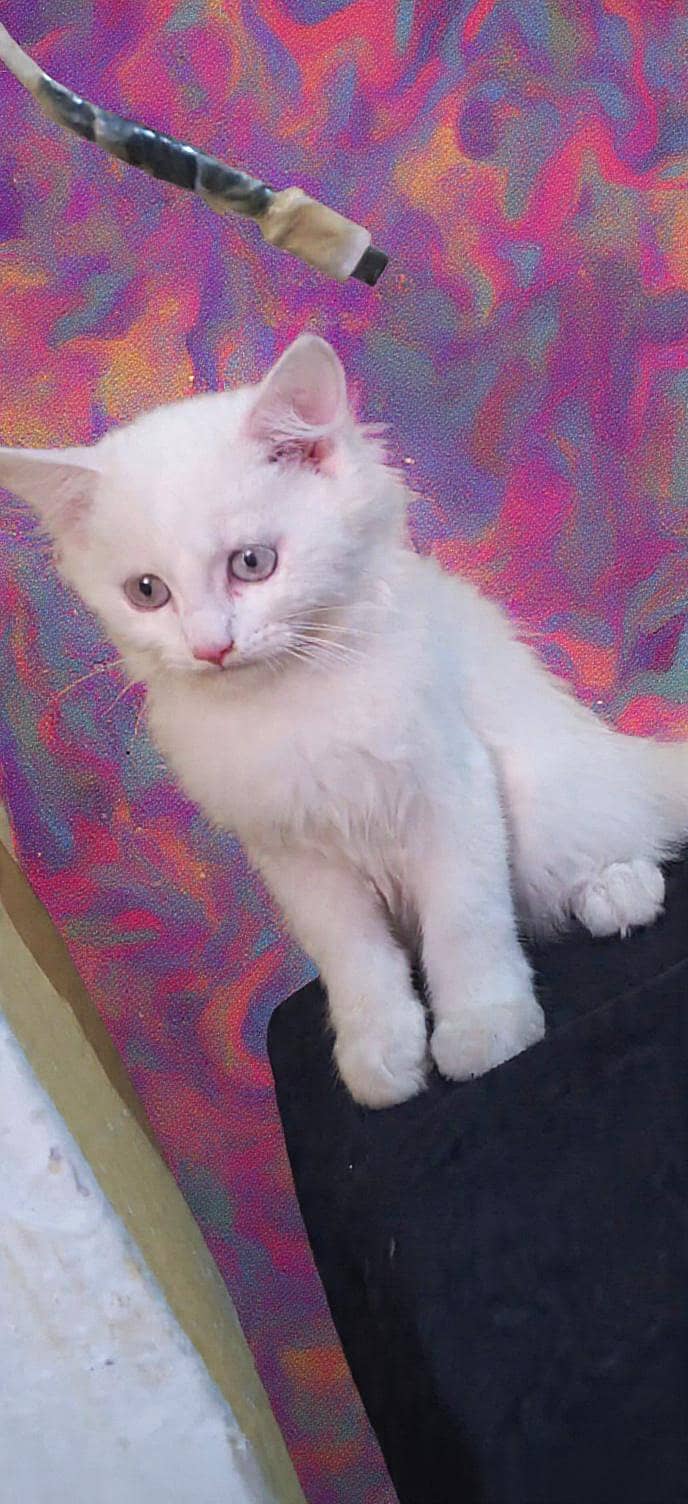 persian 0