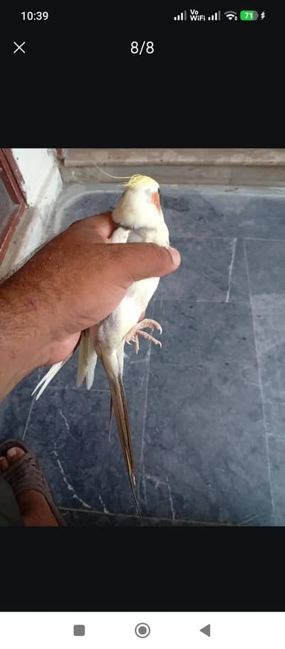 cocktail pair for sale hand taam no bite