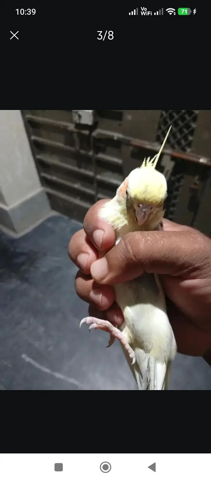 cocktail pair for sale hand taam no bite rate fnf fnf fnf hay — photo 6