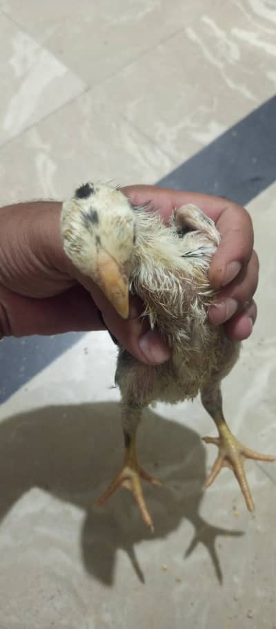 Turkish hint white shamo parrot beak iceblue dragon