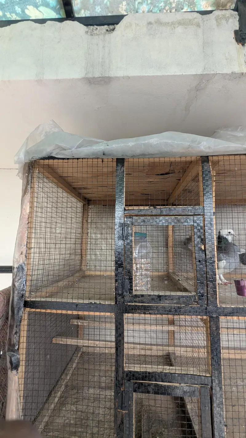 brids cage — photo 2