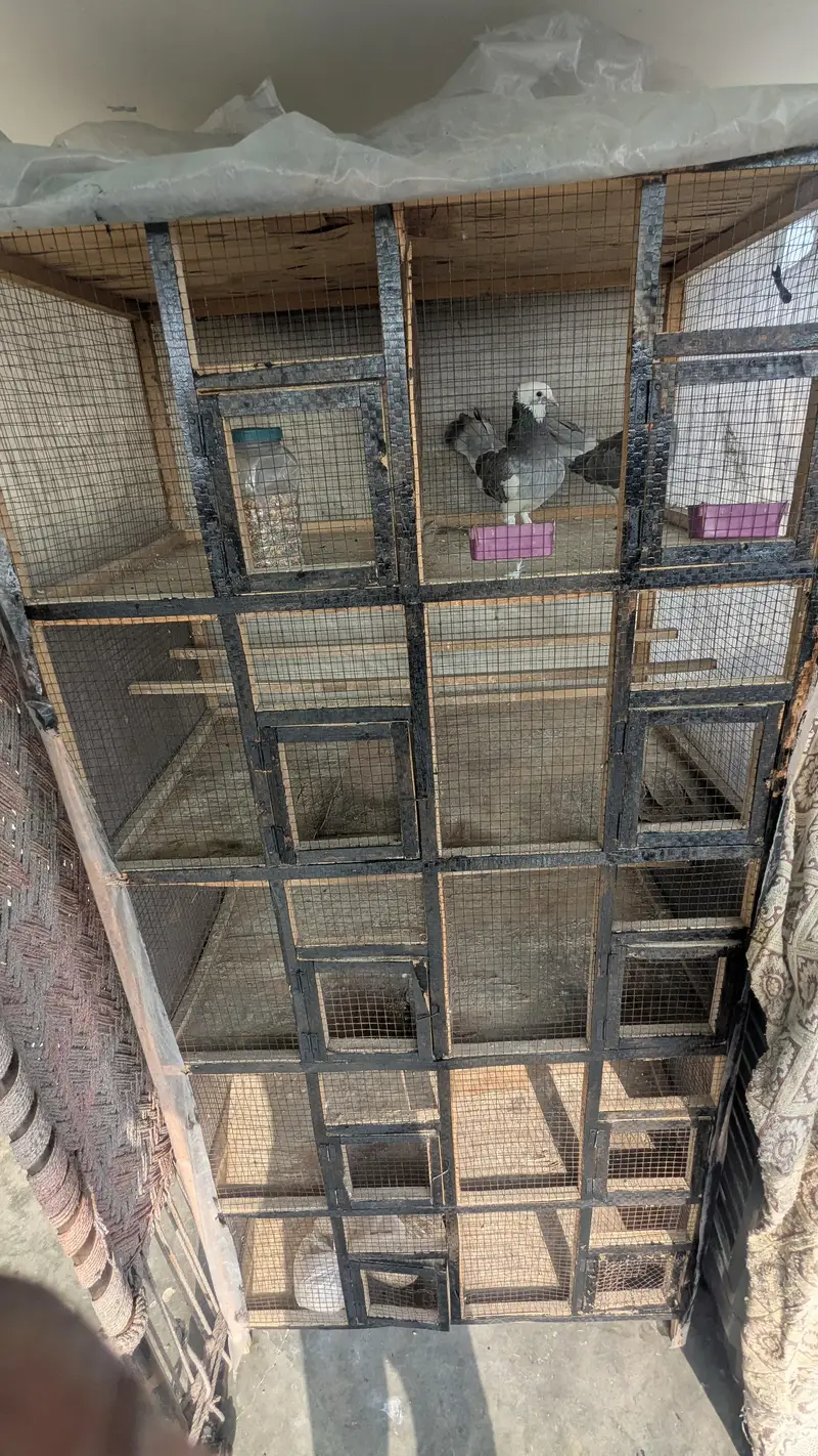 brids cage — photo 3