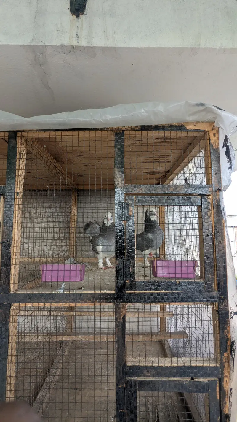 brids cage — photo 4