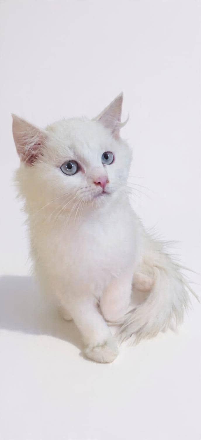 persian 1