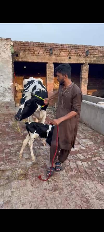 ہولیسٹین فریزین گاۓ فرسٹ ٹائمر پیچھے بچھڑی تین دن کی سوئ منہ سے 6 دانت