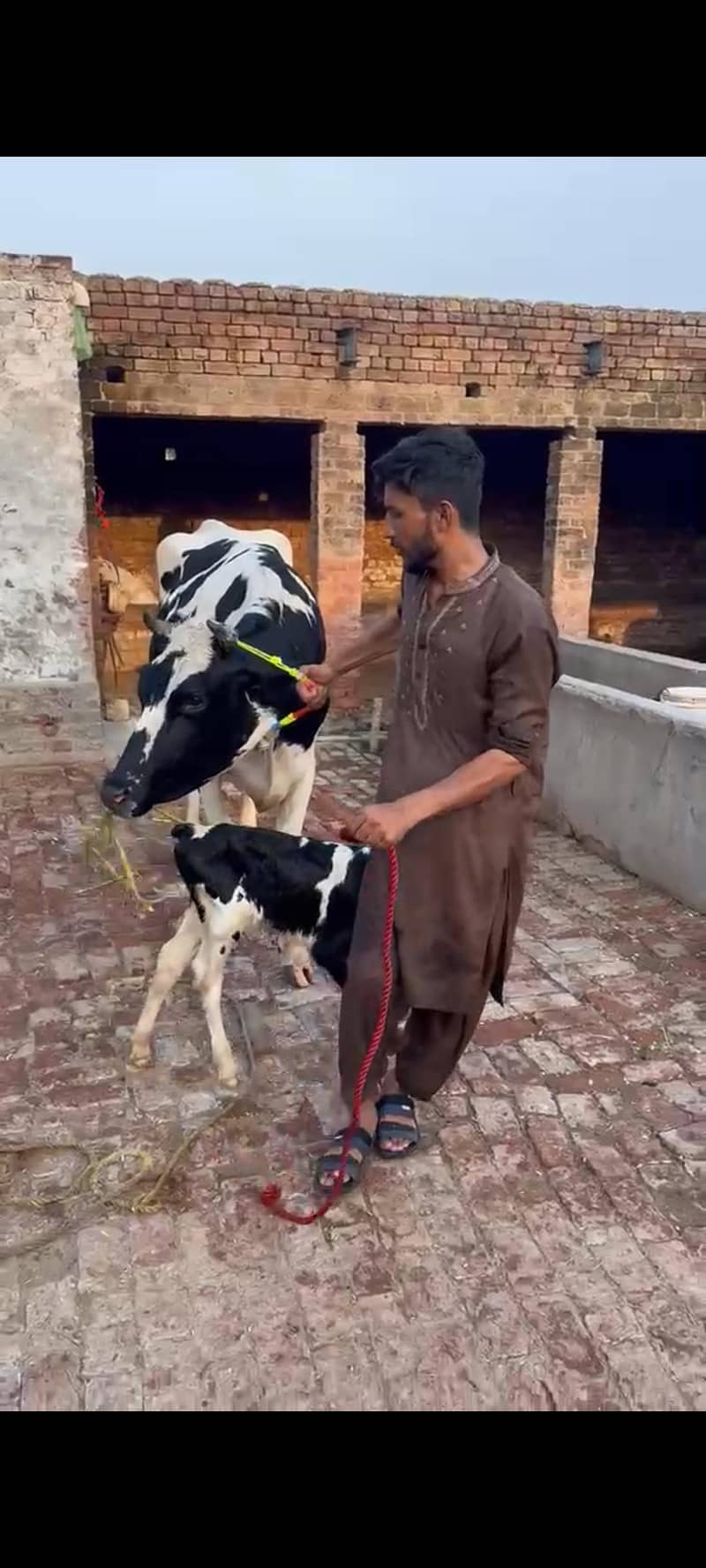 ہولیسٹین فریزین گاۓ فرسٹ ٹائمر پیچھے بچھڑی تین دن کی سوئ منہ سے 6 دانت 0