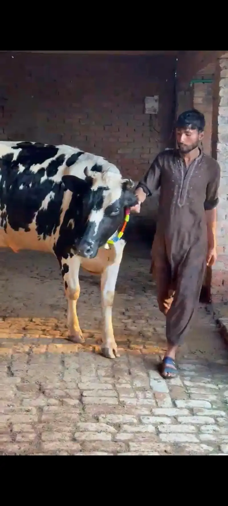 ہولیسٹین فریزین گاۓ فرسٹ ٹائمر پیچھے بچھڑی تین دن کی سوئ منہ سے 6 دانت — photo 2