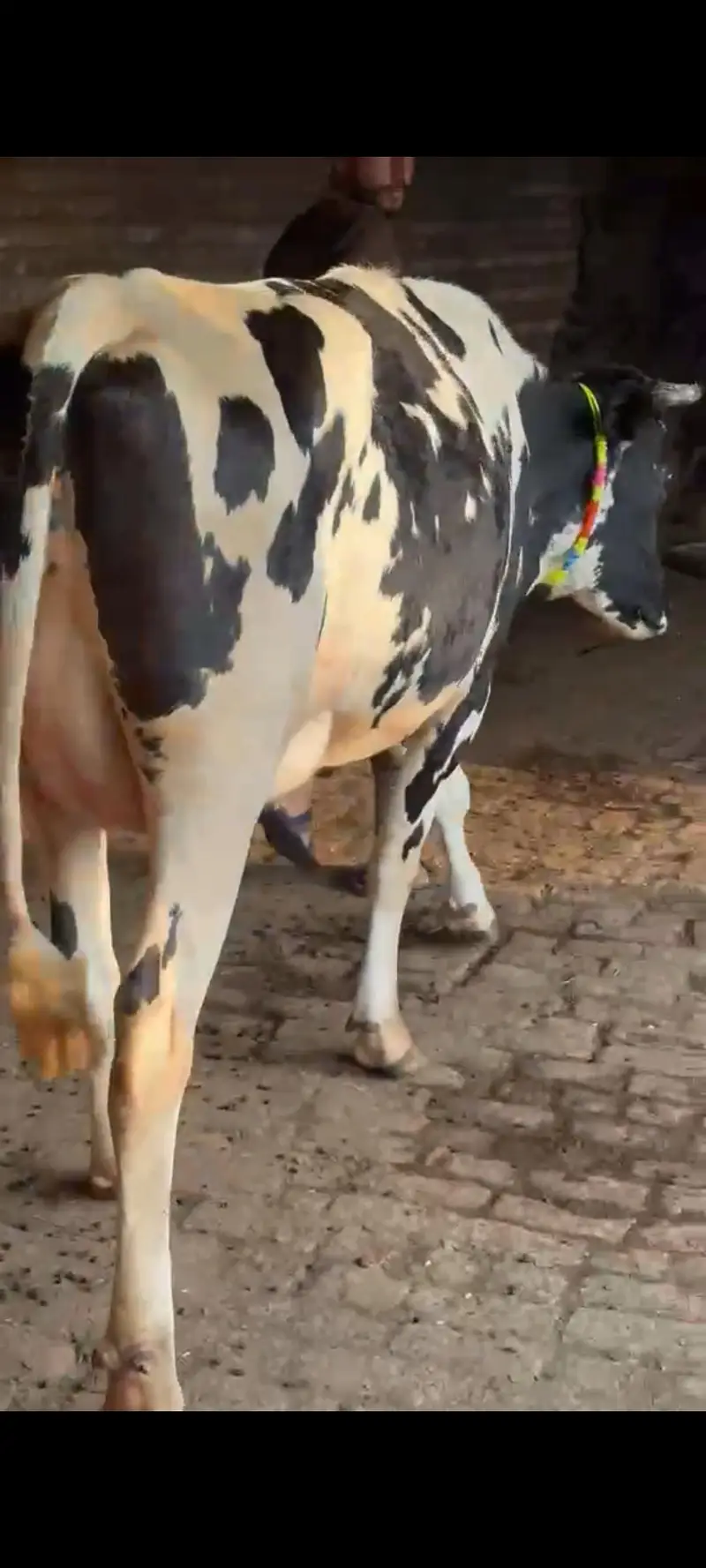 ہولیسٹین فریزین گاۓ فرسٹ ٹائمر پیچھے بچھڑی تین دن کی سوئ منہ سے 6 دانت — photo 4