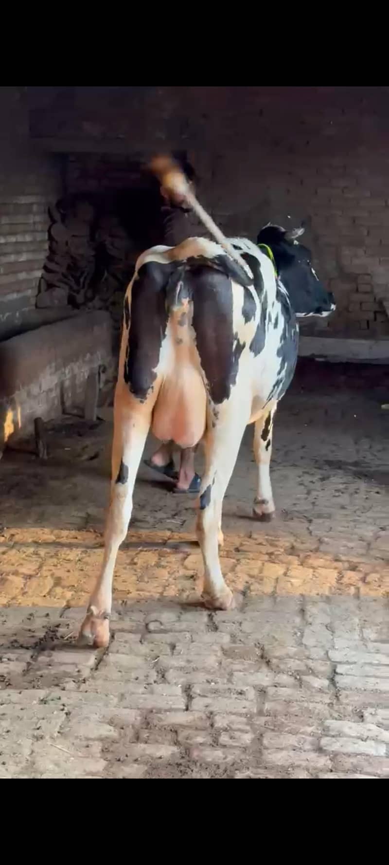 ہولیسٹین فریزین گاۓ فرسٹ ٹائمر پیچھے بچھڑی تین دن کی سوئ منہ سے 6 دانت 4
