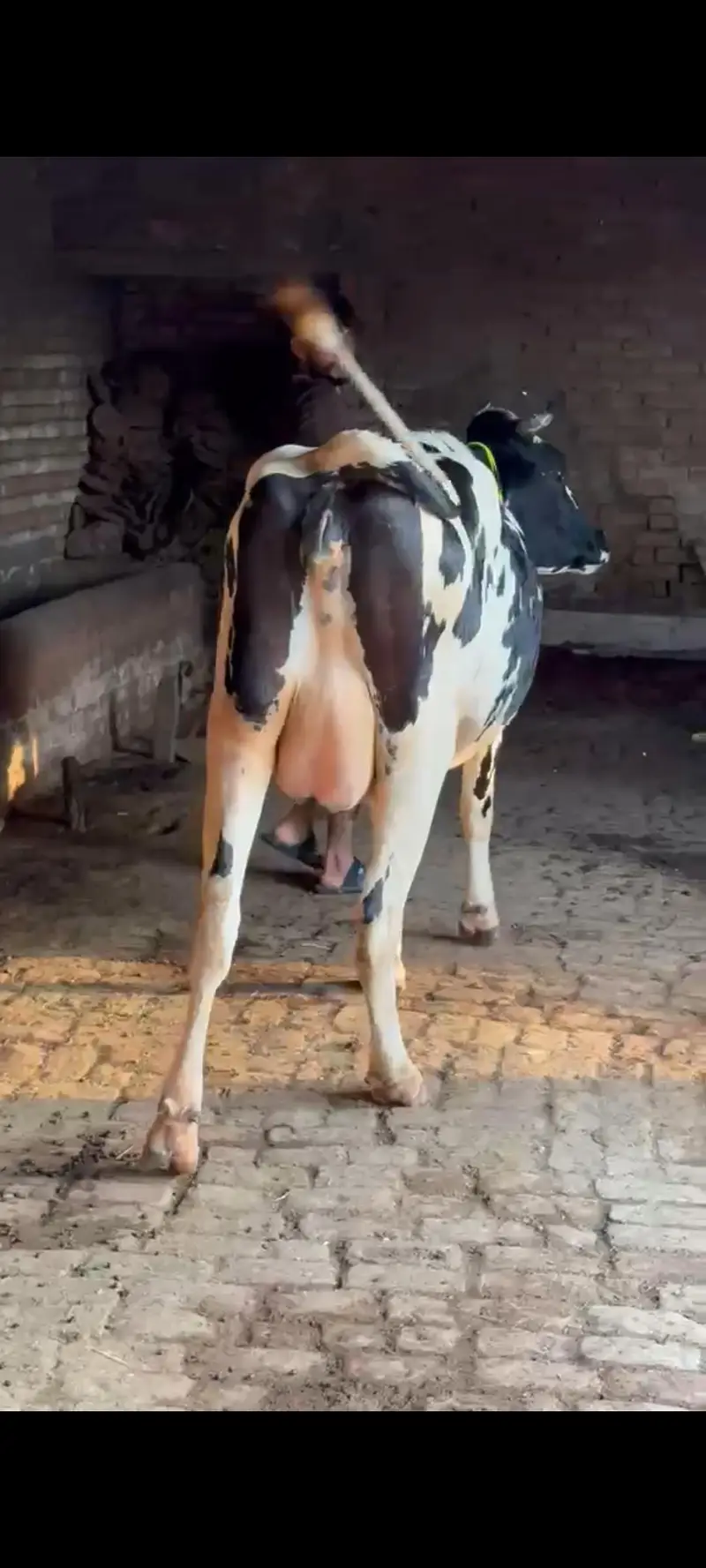 ہولیسٹین فریزین گاۓ فرسٹ ٹائمر پیچھے بچھڑی تین دن کی سوئ منہ سے 6 دانت — photo 5