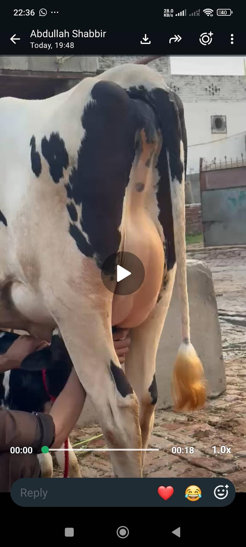 ہولیسٹین فریزین گاۓ فرسٹ ٹائمر پیچھے بچھڑی تین دن کی سوئ منہ سے 6 دانت 5