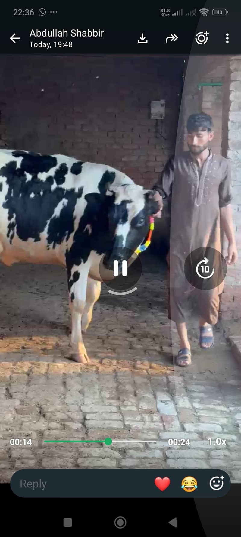 ہولیسٹین فریزین گاۓ فرسٹ ٹائمر پیچھے بچھڑی تین دن کی سوئ منہ سے 6 دانت 6