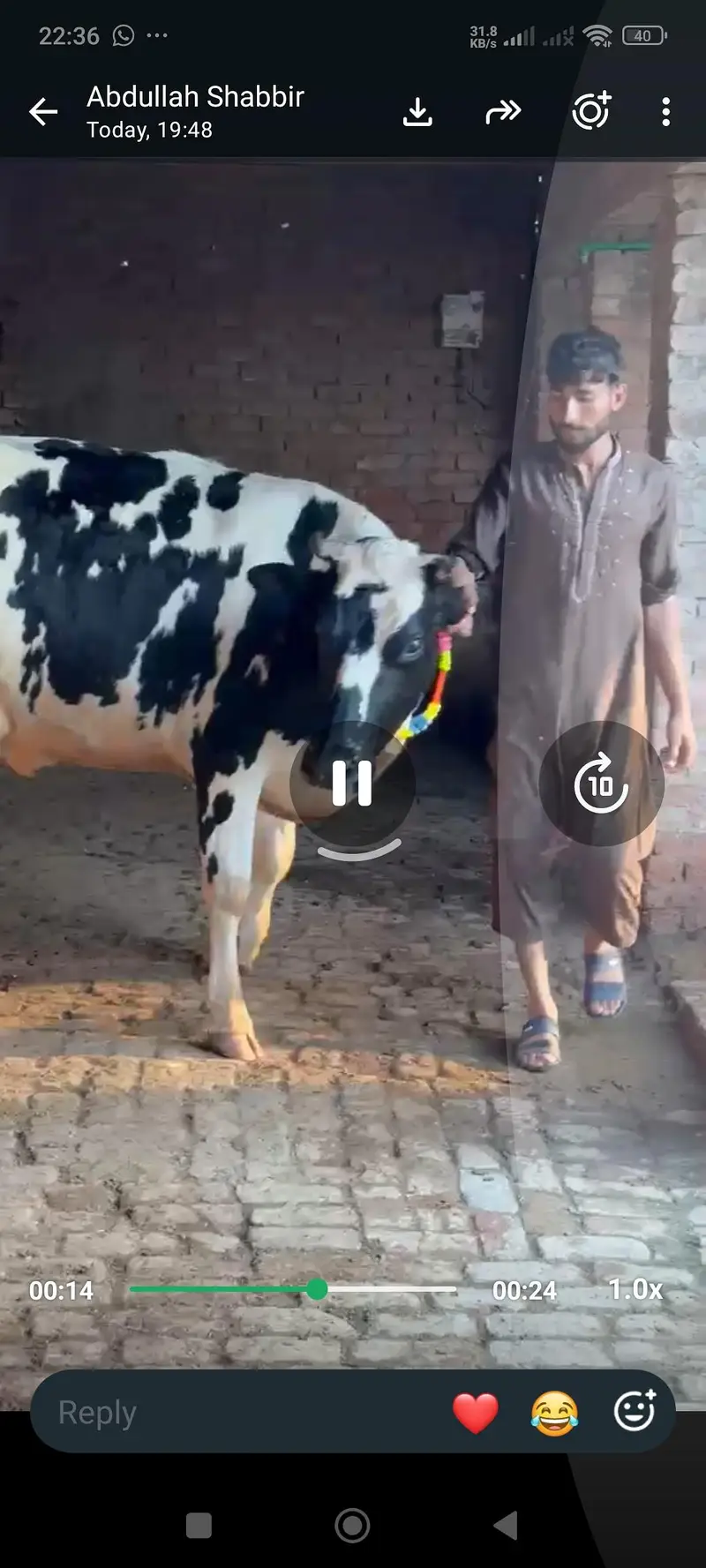 ہولیسٹین فریزین گاۓ فرسٹ ٹائمر پیچھے بچھڑی تین دن کی سوئ منہ سے 6 دانت — photo 7