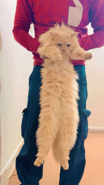 1 year male cat