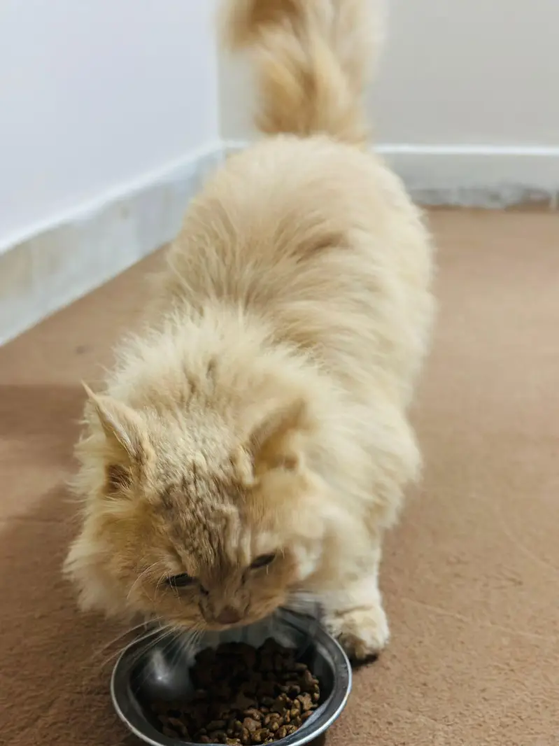 1 year male cat — photo 2