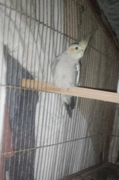 ye ek female cockatiel parrot hai for selling ke liye reasonable price